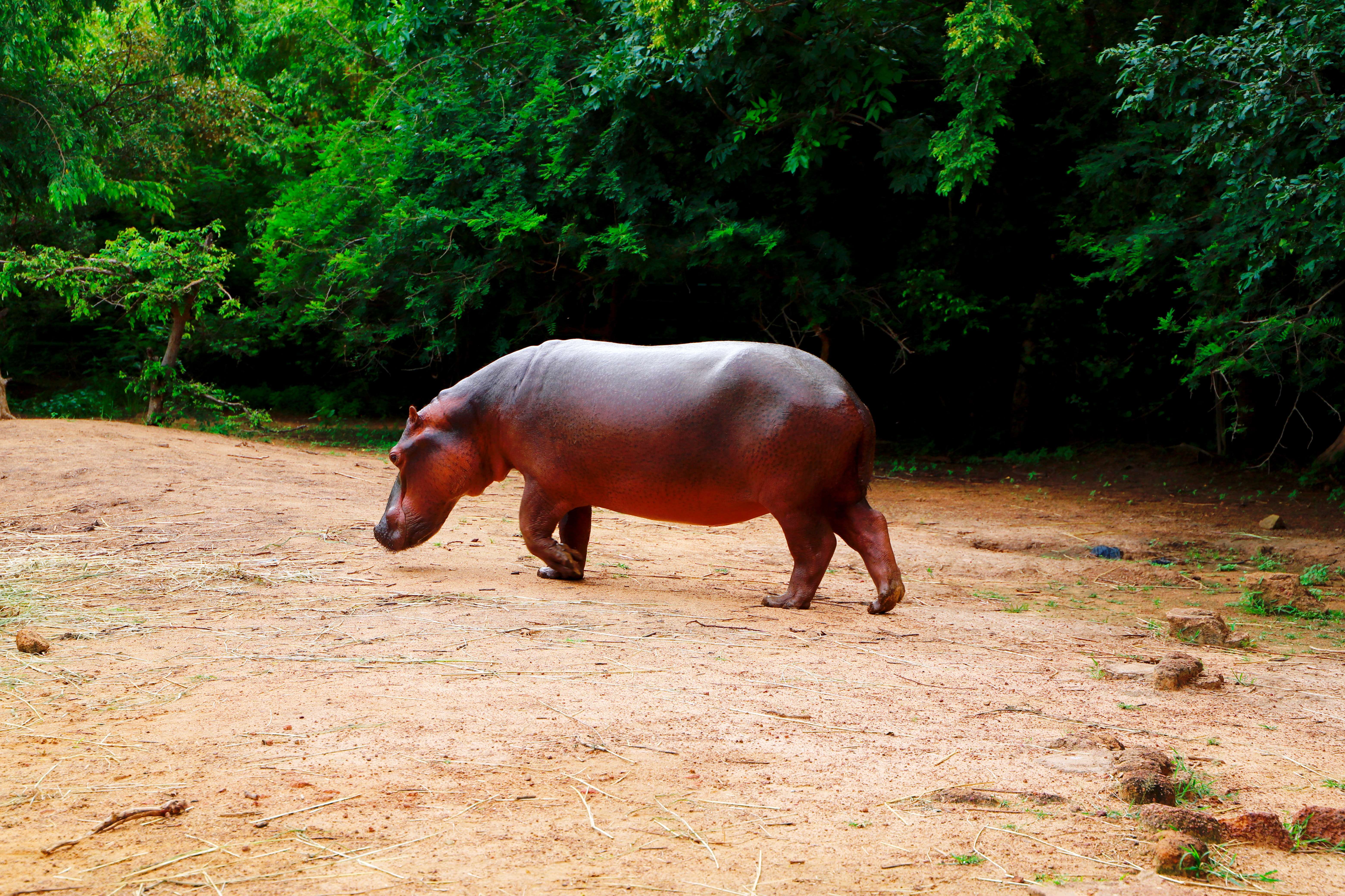 布基超：布基纳希望之星培训中心VS卡斯卡德体育